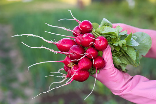 Hands In Working Rubber Gloves Of Woman Gardener Holding Ripe Radishes With Leaves In Vegetable Garden Close Up.