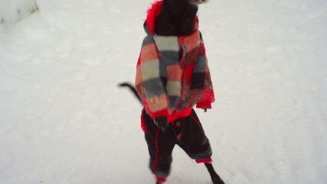 little funny dressed dog on the snow