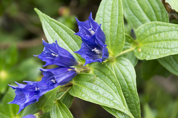 Österreich, Kleinwalsertal, Schwalbenwurz-Enzian (Gentiana asclepiadea) Pflanzenart aus der...