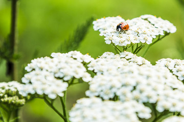 Marienkäfer auf Schafgarbe