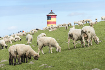 Deutschland, Niedersachsen, Ostfriesland, Krummhörn, der Leuchtturm von Pilsum. Bekannt auch aus dem Film mit dem Komiker Otto Waalkes.