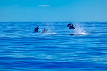 Striped dolphins on a bright blue Atlantic day 