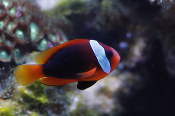 Schwarzflossen-Anemonenfisch (Amphiprion melanopus)