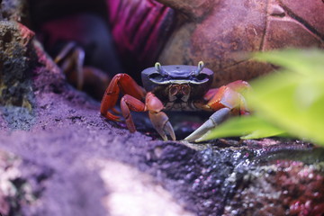 Harlekinkrabbe (Cardisoma armatum)