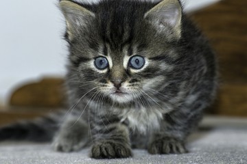 dingy cats in the house