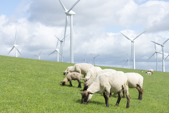 Deutschland, Niedersachsen, Krummh&ouml;rn,  Windenergieanlage. Nat&uuml;rlicher K&uuml;stenschutz, Schafe auf dem Seedeich bei Emden.
