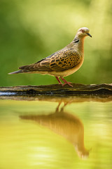 Turtle Dove - Streptopelia turtur, beautiful colorful dove from European woodlands, Eastern Rodope mountains, Bulgaria.