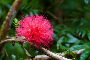 Charming blooming exotic tropical flowers on a nature background