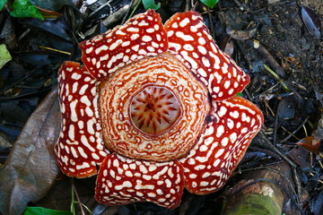 a beautiful bud of blooming, red, giant rafflesia against the background of a tropical rainy forest