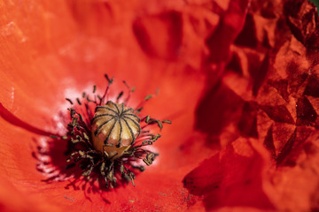 Close Up Of Red Poppy