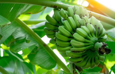 Banana tree with bunch of raw green bananas and banana green leaves. Cultivated banana. Herbal...