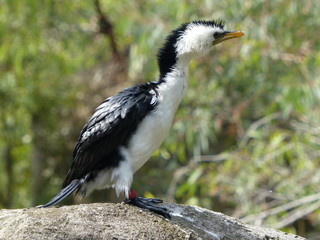 Beautiful tropical bird on a green tropical forest background