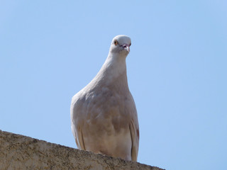 Beautiful white pigeon looking curiously at camera