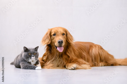 British Short Hair Cat And Golden Retriever Stock Photo And