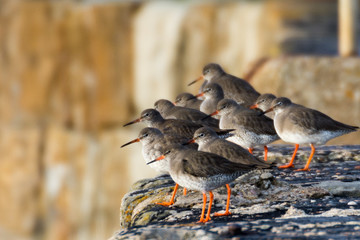 Redshanks (Moray, Scotland)