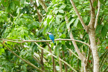 Beautiful tropical bird on a green tropical forest background