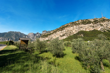 Fototapeta na wymiar Olive Orchard in Sarca Valley - Trentino Italy