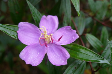 Charming blooming exotic tropical flowers on a nature background
