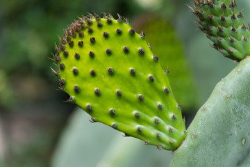 Green Cactus