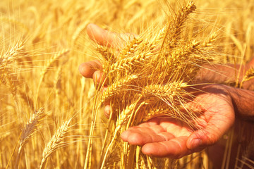 wheat in the hands