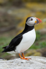 Puffin