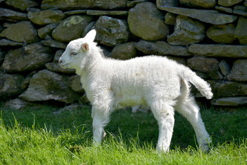 Obraz premium Lamb and sheep at Tilberthwaite near Coniston in Lake District