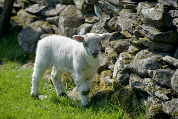 Lamb and sheep at Tilberthwaite near Coniston in Lake District