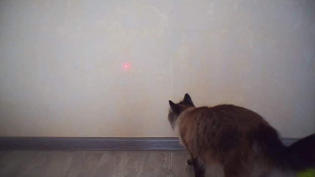 funny adult cat playing with laser pointer beam on wall