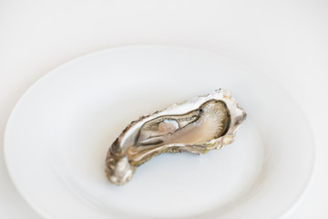 Fresh oyster. Raw fresh oyster is on white round plate, image isolated, with soft focus. Restaurant delicacy. Saltwater oyster.