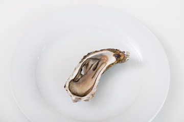 Fresh oyster. Raw fresh oyster is on white round plate, image isolated, with soft focus. Restaurant delicacy. Saltwater oyster.