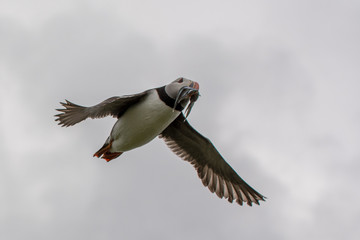 Puffin in flight (Orkney Islands, UK)
