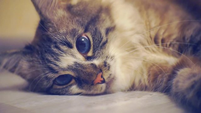 Portrait of an adult fluffy lazy blue-eyed cat lying on the floor