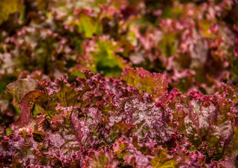 Lettuce leaves. Coral lettuce. Fresh crispy purple lettuce with drops of dew. Useful organic lettuce Lolo Rosso