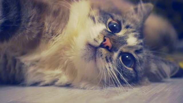 Portrait of an adult fluffy lazy blue-eyed cat lying on the floor