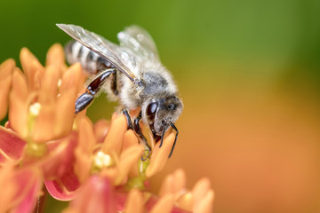 Bee pollinating „butterfly milkweed“ - Asclepias Tuberosa.