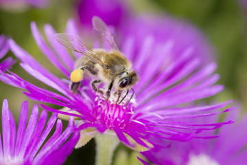 Bee pollinating „Fleabane“ - Erigeron Hybride