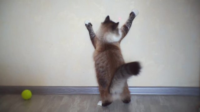 funny adult cat playing with laser pointer beam on wall