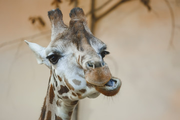 Naklejka premium Head of a giraffe against a blue background.