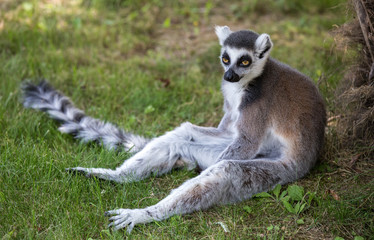 Lemur isolated sits on the grass. © faber121