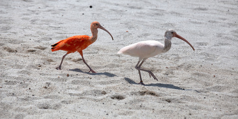 Couple of Ibis bird, one red and one white walks on the dust.