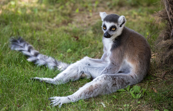 Lemur isolated sits on the grass.