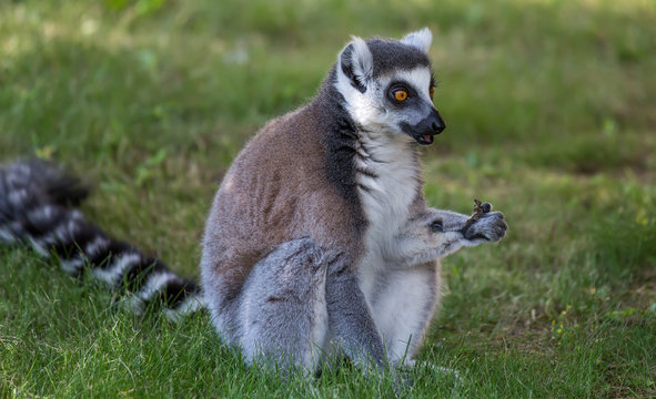 Lemur isolated sits on the grass.