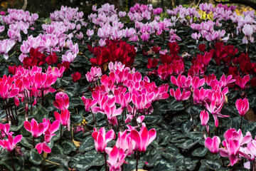 Pink red purple cyclamen flower blooms in garden bed with lush green leaves