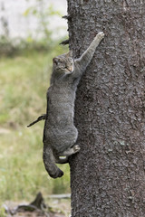 Wildkatze klettert