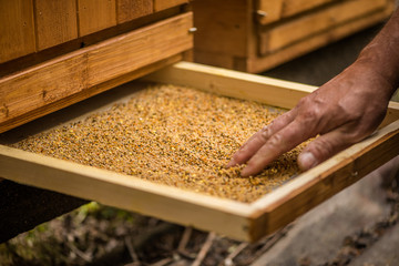 detail of bee keeper taking out pollen propolis tray out of bee hive 