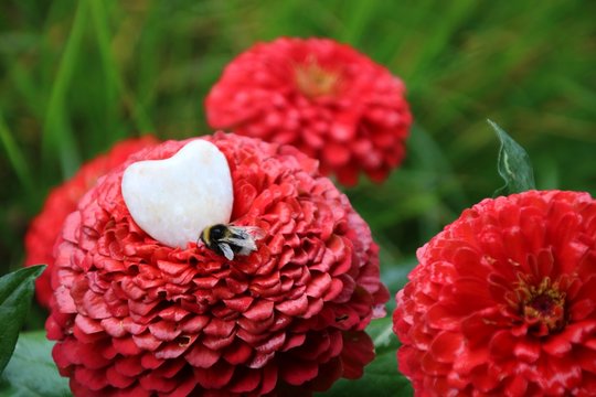 liebe zur natur   insektenschutz