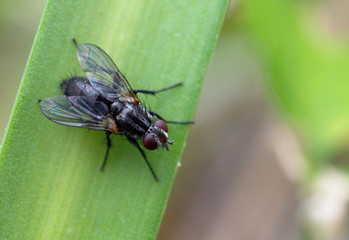 Fly