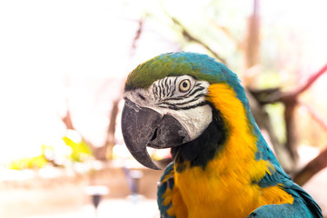 Colorful macaw bird around with natural background