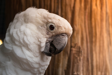 Colorful macaw bird around with natural background