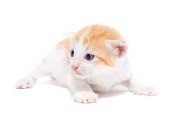 Kitten on a white background